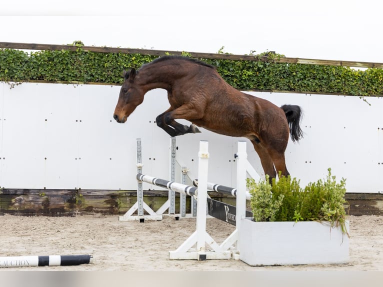 Holstein Stallion 18 years 16,2 hh Brown in Waddinxveen