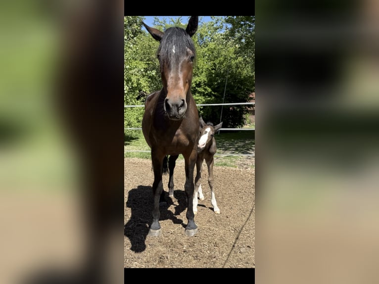 Holstein Stallion 1 year 12.2 hh Bay-Dark in Westerstede