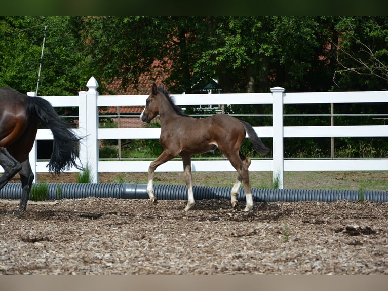 Holstein Stallion 1 year 12.2 hh Bay-Dark in Westerstede