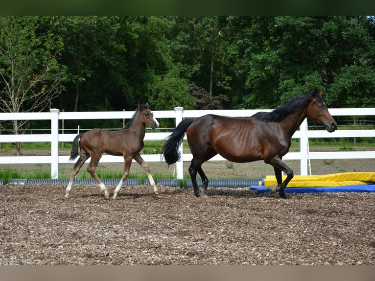 Holstein Stallion 1 year 12.2 hh Bay-Dark in Westerstede