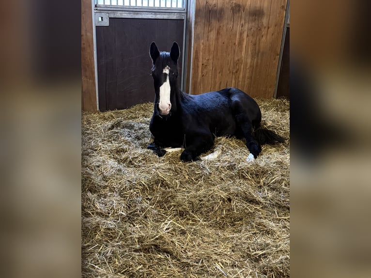 Holstein Stallion 1 year 12.2 hh Bay-Dark in Westerstede