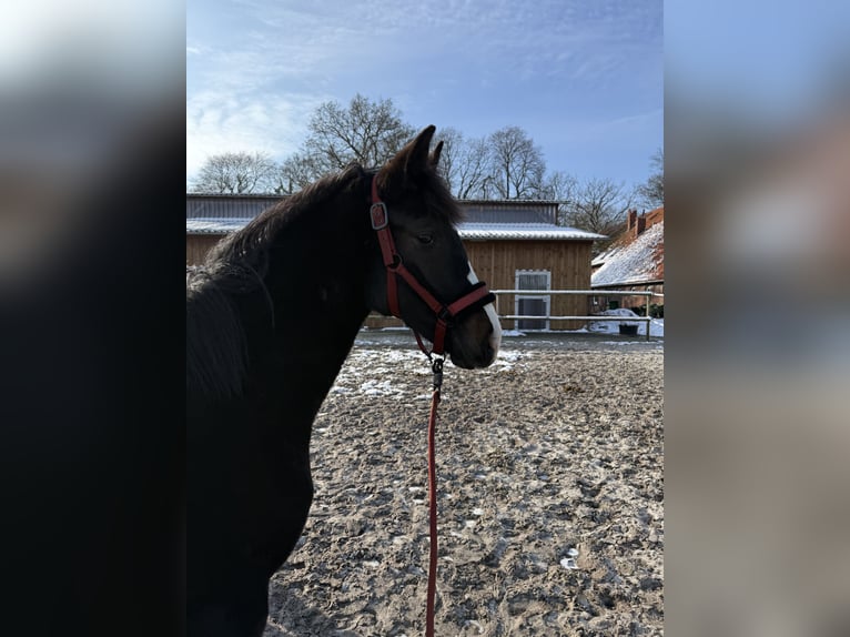 Holstein Stallion 1 year 12.2 hh Bay-Dark in Westerstede