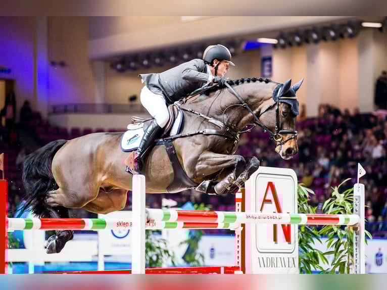 Holstein Stallion 1 year 14.2 hh Bay in Zalasowa