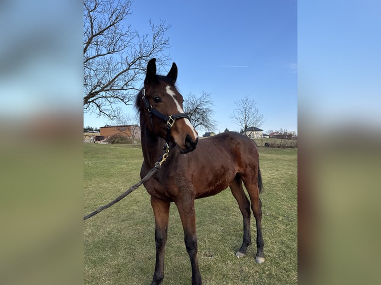 Holstein Stallion 1 year 14.2 hh Bay in Zalasowa