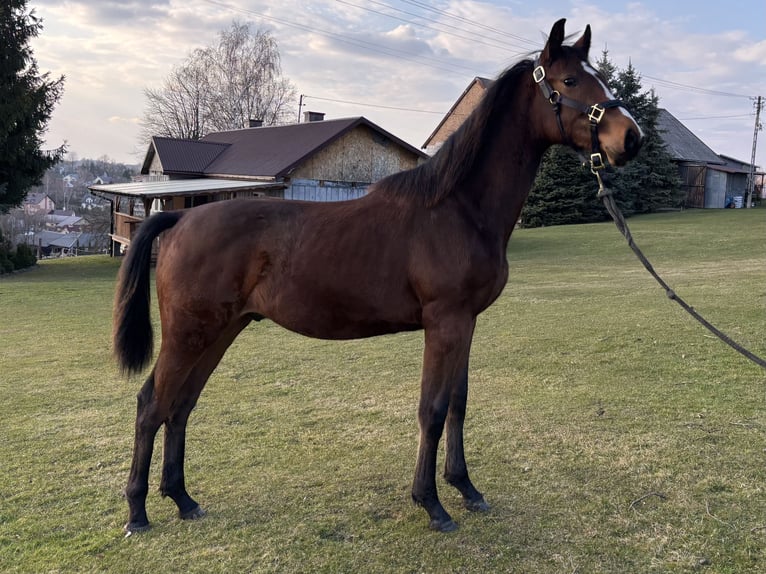 Holstein Stallion 1 year 14,2 hh Bay in Zalasowa
