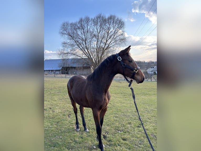 Holstein Stallion 1 year 14,2 hh Bay in Zalasowa