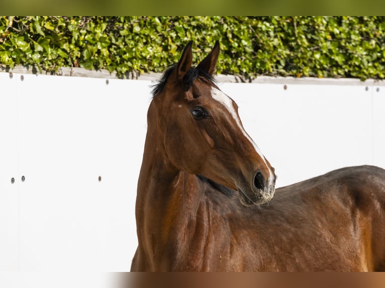 Holstein Stallion 1 year 14,3 hh Brown in Waddinxveen
