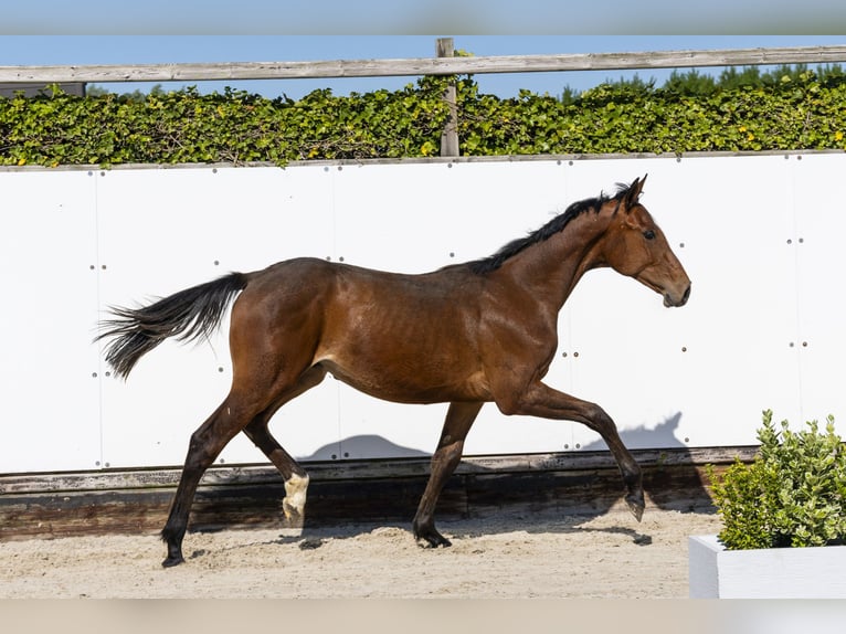 Holstein Stallion 1 year 14,3 hh Brown in Waddinxveen
