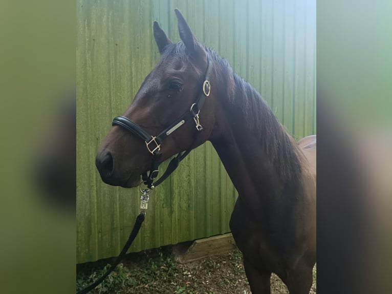 Holstein Stallion 1 year 15.2 hh Brown in Uetersen