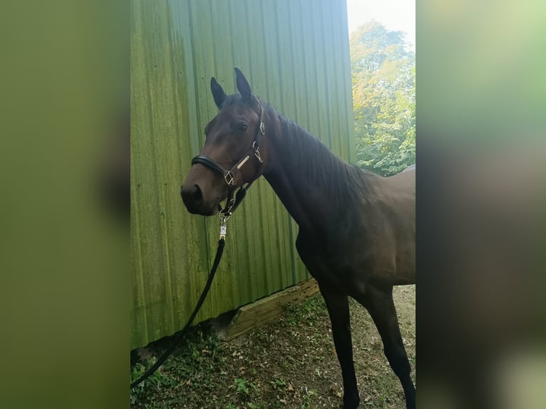 Holstein Stallion 1 year 15.2 hh Brown in Uetersen