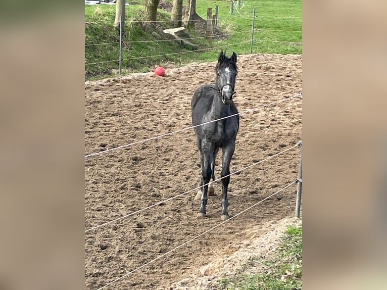 Holstein Stallion 1 year 15,2 hh Gray-Blue-Tan in Wöhrden / Dithmarschen