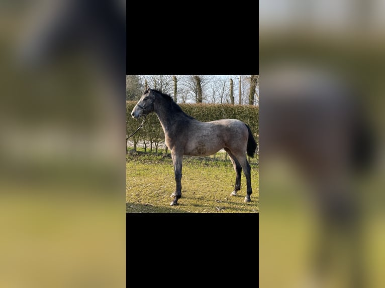 Holstein Stallion 1 year 15 hh Gray in Immenstedt