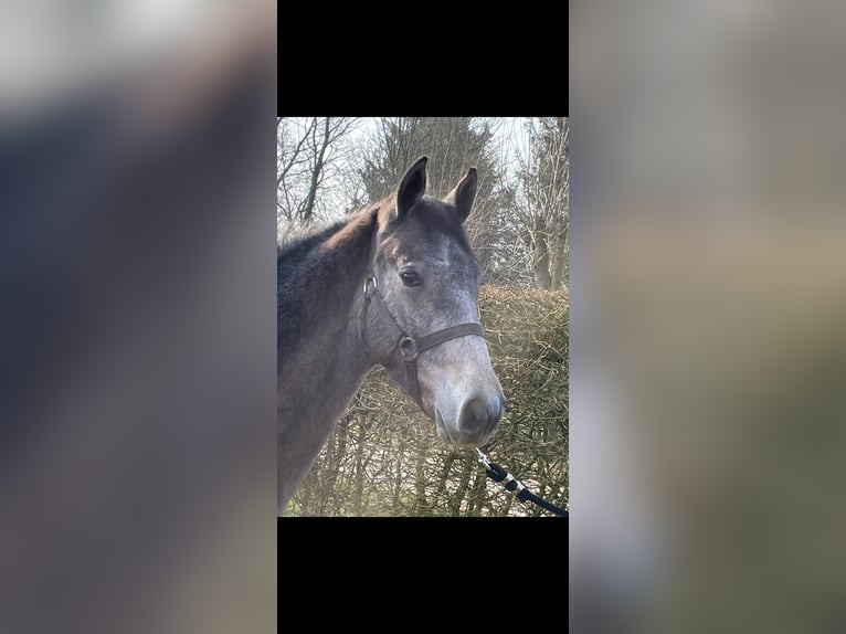 Holstein Stallion 1 year 15 hh Gray in Immenstedt