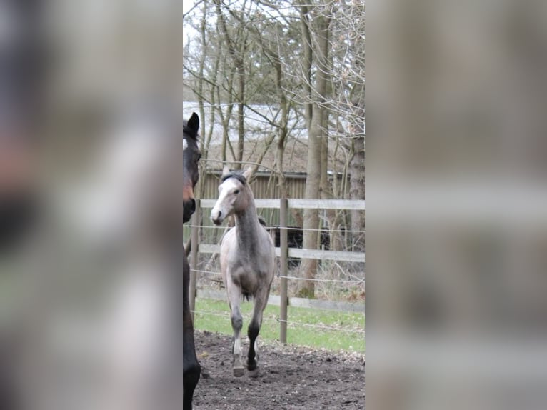 Holstein Stallion 1 year 15,1 hh Can be white in Appen Holstein Stallion 1 year 15,1 hh Can be white in Appen
