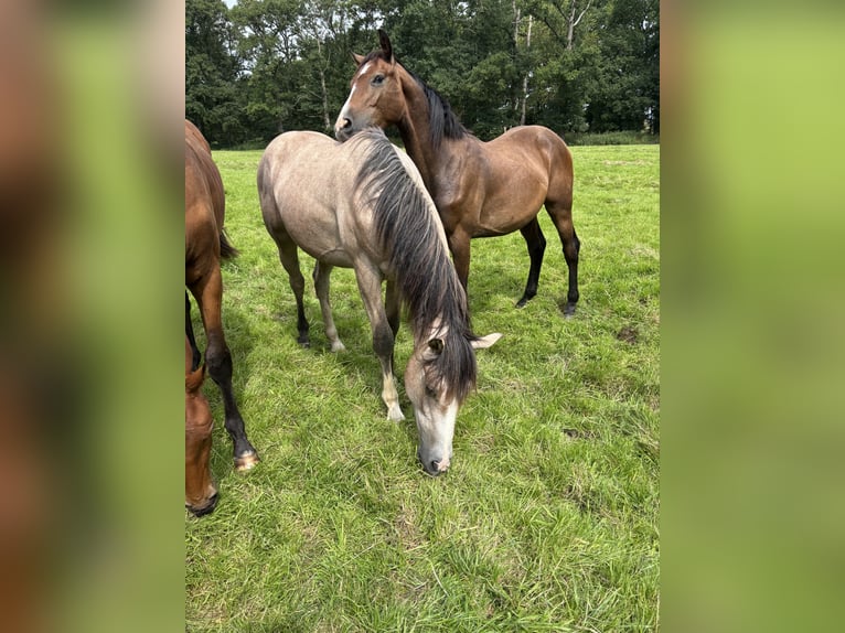 Holstein Stallion 1 year 15,1 hh Can be white in Appen Holstein Stallion 1 year 15,1 hh Can be white in Appen