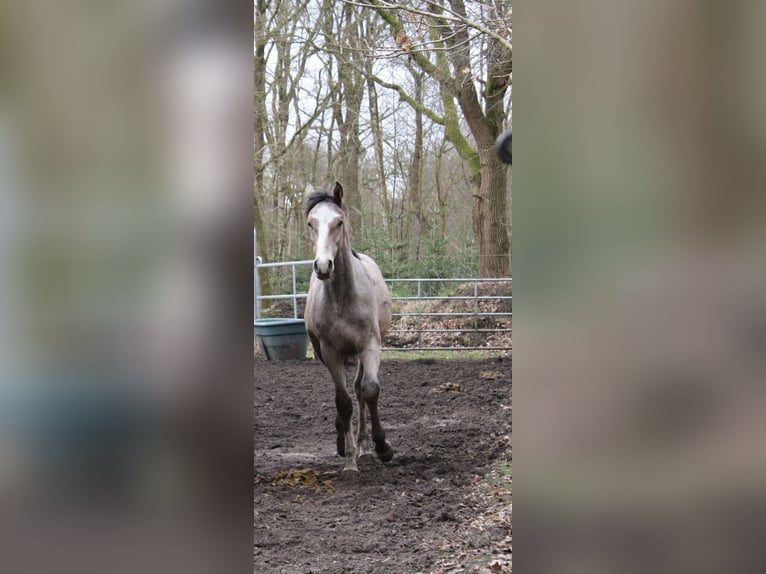 Holstein Stallion 1 year 15,1 hh Can be white in Appen Holstein Stallion 1 year 15,1 hh Can be white in Appen