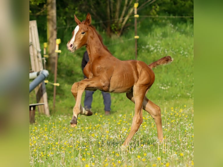 Holstein Stallion 1 year 15,2 hh Chestnut-Red in Gl&#xFC;sing