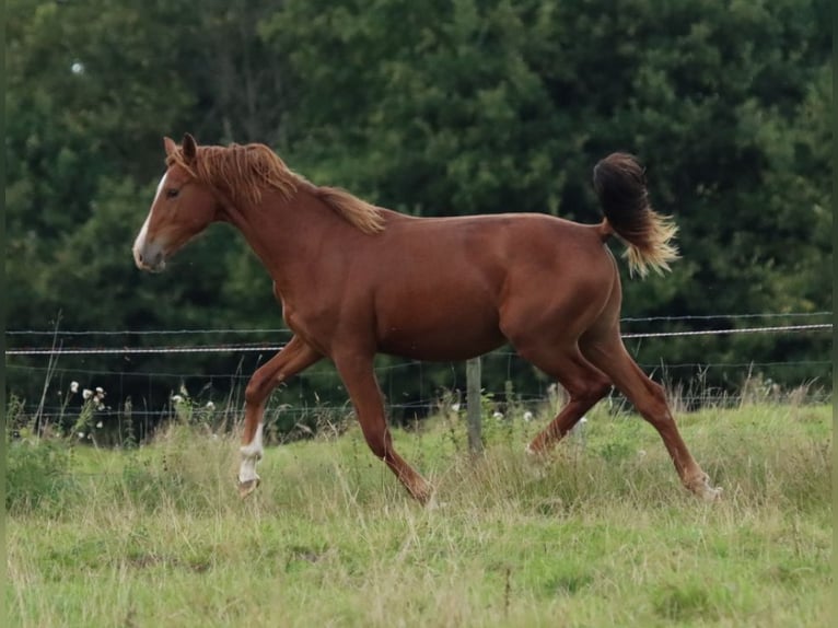 Holstein Stallion 1 year 15,2 hh Chestnut-Red in Gl&#xFC;sing