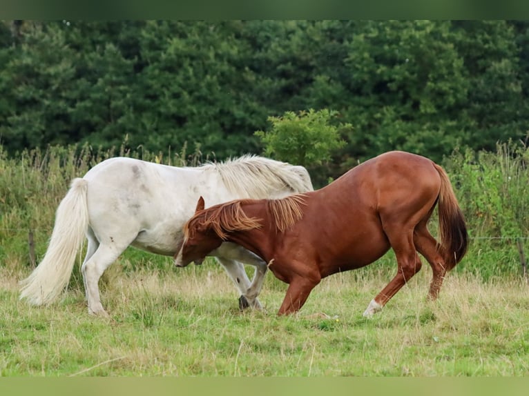 Holstein Stallion 1 year 15,2 hh Chestnut-Red in Gl&#xFC;sing