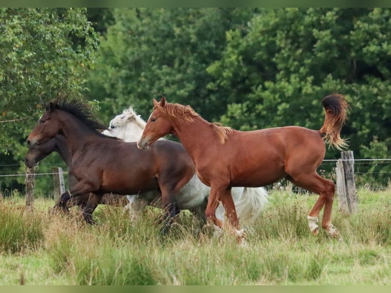 Holstein Stallion 1 year 15,2 hh Chestnut-Red in Gl&#xFC;sing