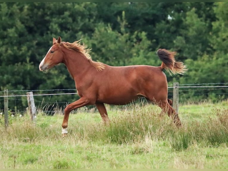Holstein Stallion 1 year 15,2 hh Chestnut-Red in Gl&#xFC;sing