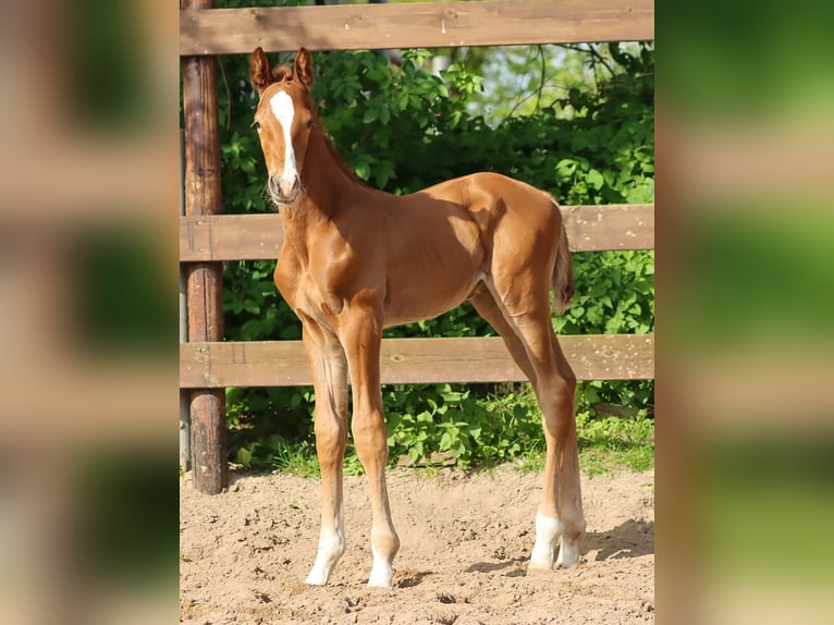 Holstein Stallion 1 year 15,2 hh Chestnut-Red in Gl&#xFC;sing