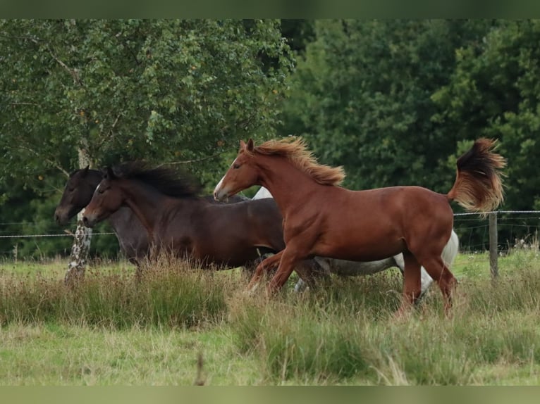 Holstein Stallion 1 year 15,2 hh Chestnut-Red in Gl&#xFC;sing