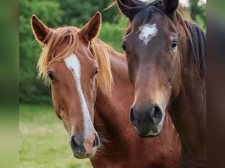 Holstein Stallion 1 year 15,2 hh Chestnut-Red in Gl&#xFC;sing
