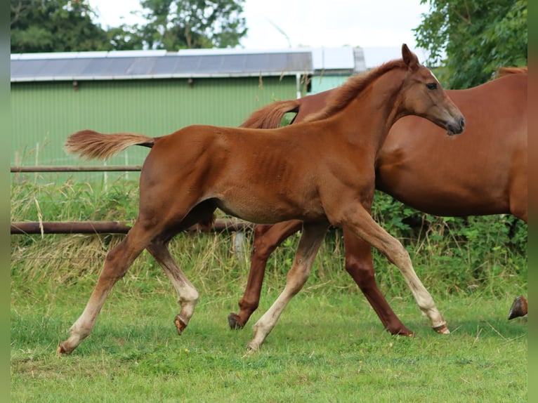 Holstein Stallion 1 year 15,2 hh Chestnut-Red in Gl&#xFC;sing