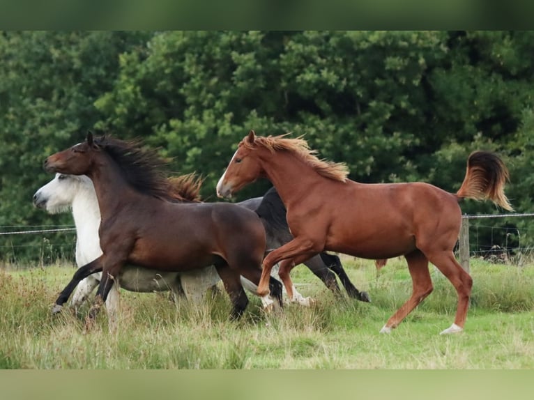 Holstein Stallion 1 year 15,2 hh Chestnut-Red in Gl&#xFC;sing