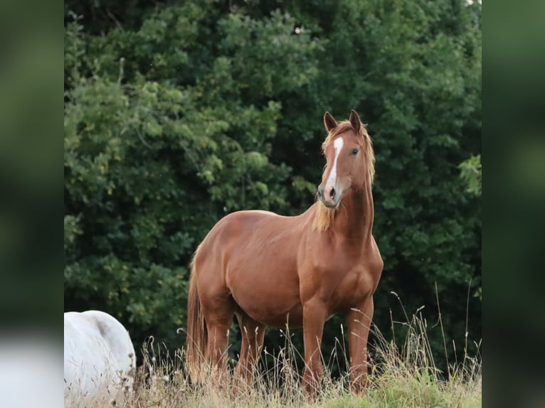 Holstein Stallion 1 year 15,2 hh Chestnut-Red in Gl&#xFC;sing