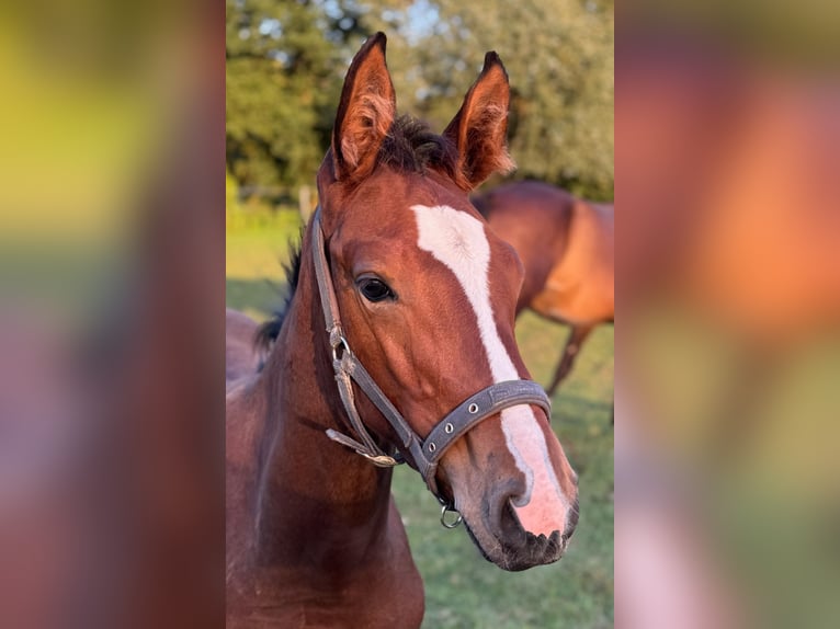 Holstein Stallion 1 year 16.1 hh Brown in Bad Oeynhausen