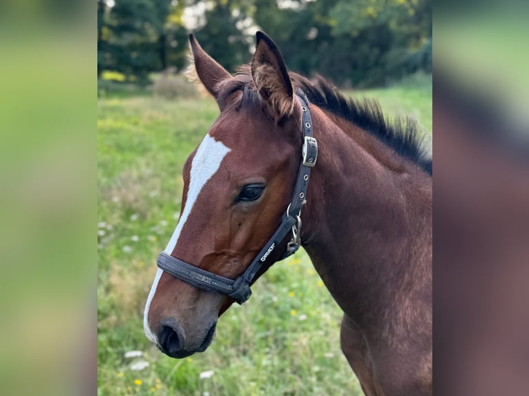 Holstein Stallion 1 year 16.1 hh Brown in Bad Oeynhausen