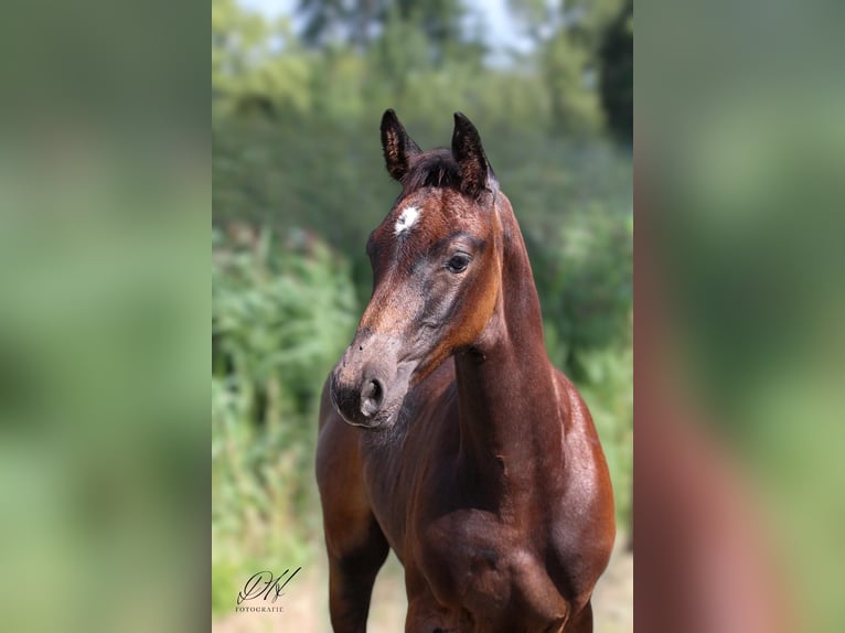 Holstein Stallion 1 year 16,1 hh Gray in Averlak