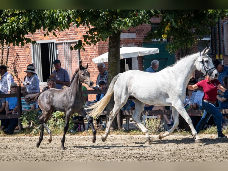 Holstein Stallion 1 year 16,1 hh Gray in Averlak