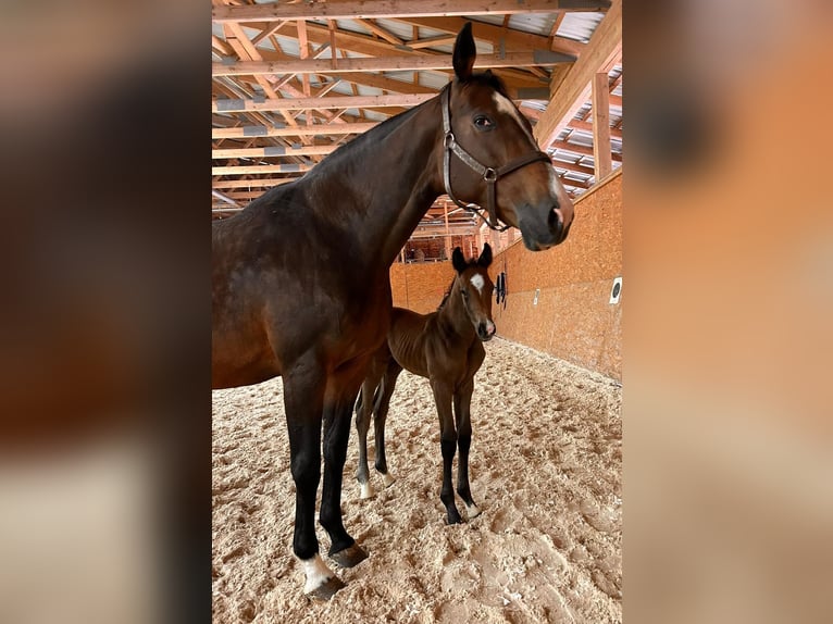 Holstein Stallion 1 year 16,2 hh Bay-Dark in Dietfurt an der Altmühl