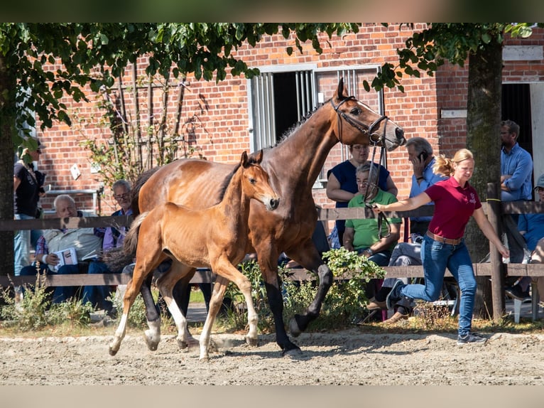 Holstein Stallion 1 year 16,2 hh Brown in Averlak