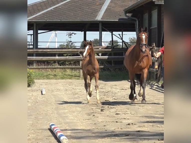 Holstein Stallion 1 year 16,2 hh Brown in Borsfleth