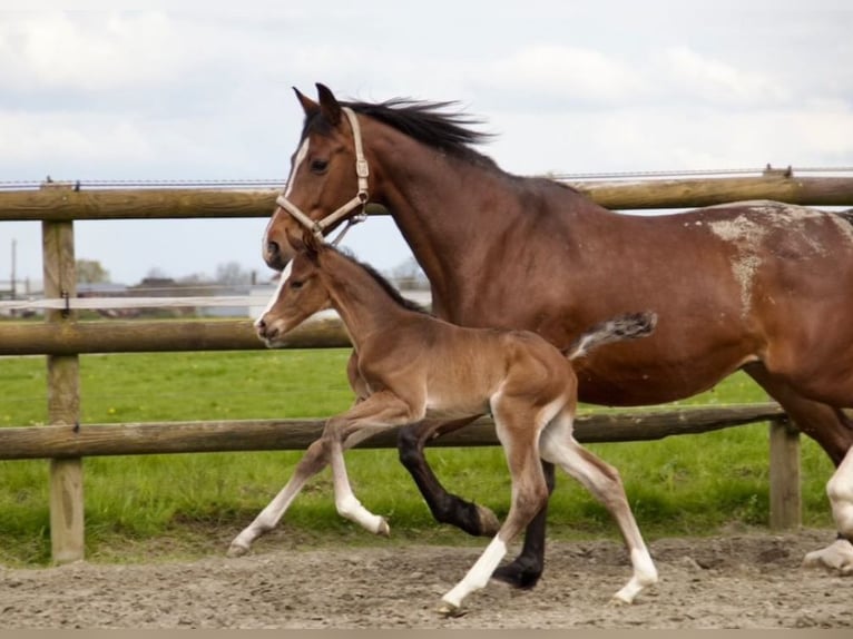 Holstein Stallion 1 year 16,2 hh Brown in Borsfleth