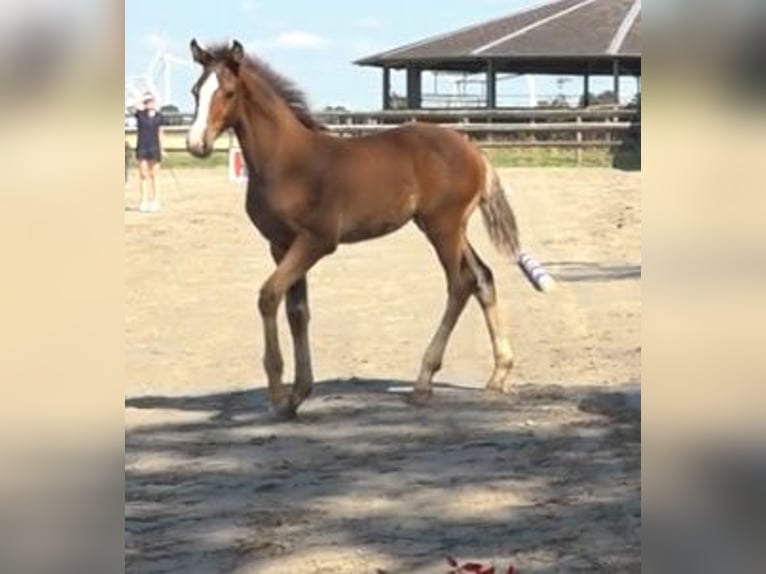 Holstein Stallion 1 year 16,2 hh Brown in Borsfleth