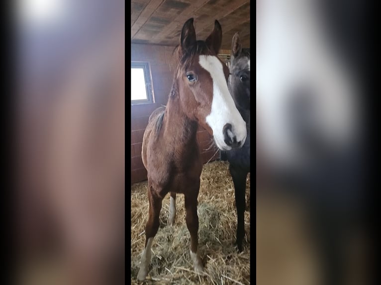 Holstein Stallion 1 year 16.2 hh Brown in Gudensberg