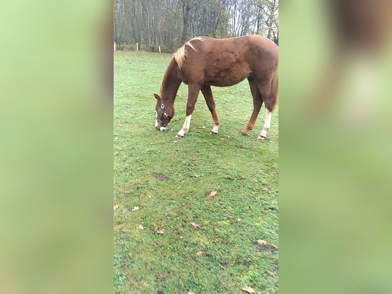 Holstein Stallion 1 year 16,2 hh Chestnut-Red in Klein Offenseth-Sparrieshoop