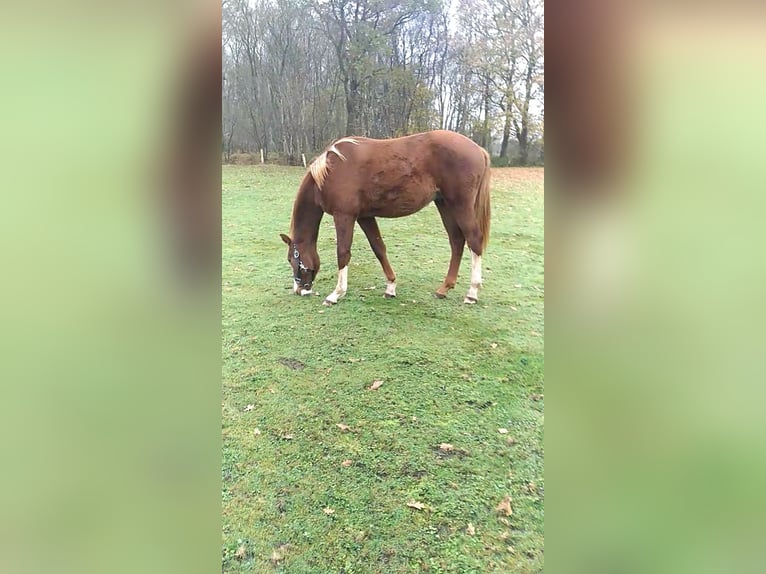 Holstein Stallion 1 year 16,2 hh Chestnut-Red in Klein Offenseth-Sparrieshoop