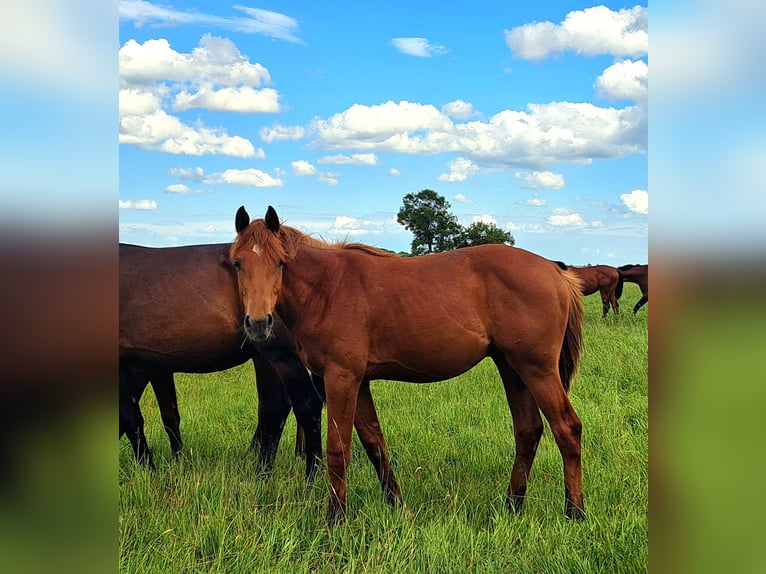 Holstein Stallion 1 year 16.2 hh Chestnut-Red in Märkische Höhe