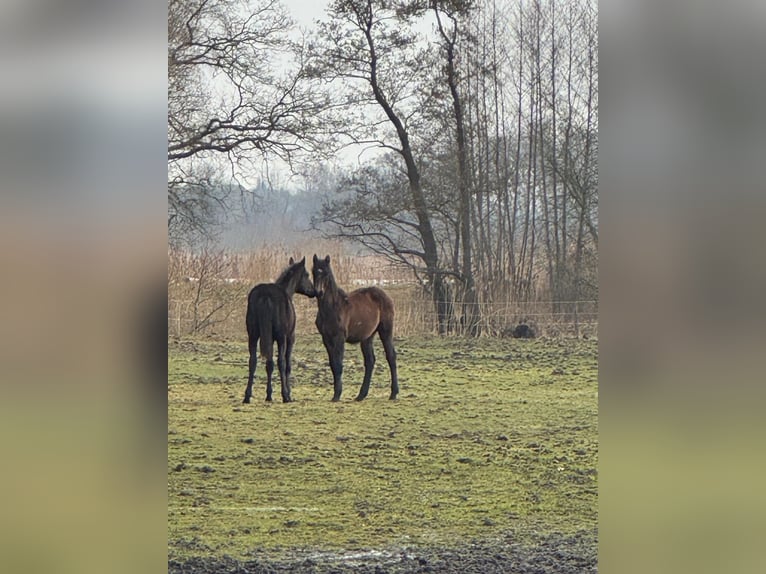 Holstein Stallion 1 year 16.2 hh Grey in Bovenau