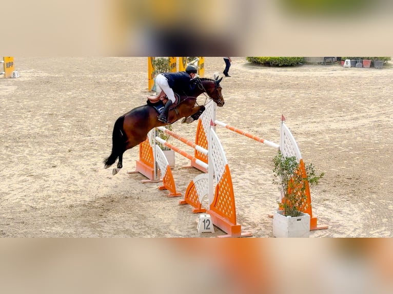 Holstein Stallion 1 year 16,3 hh Brown in Celle