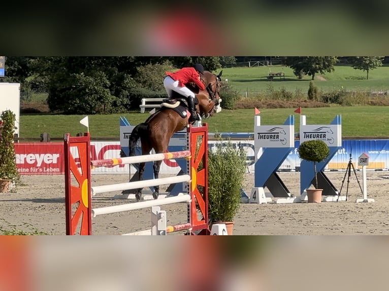 Holstein Stallion 1 year 16,3 hh Brown in Celle