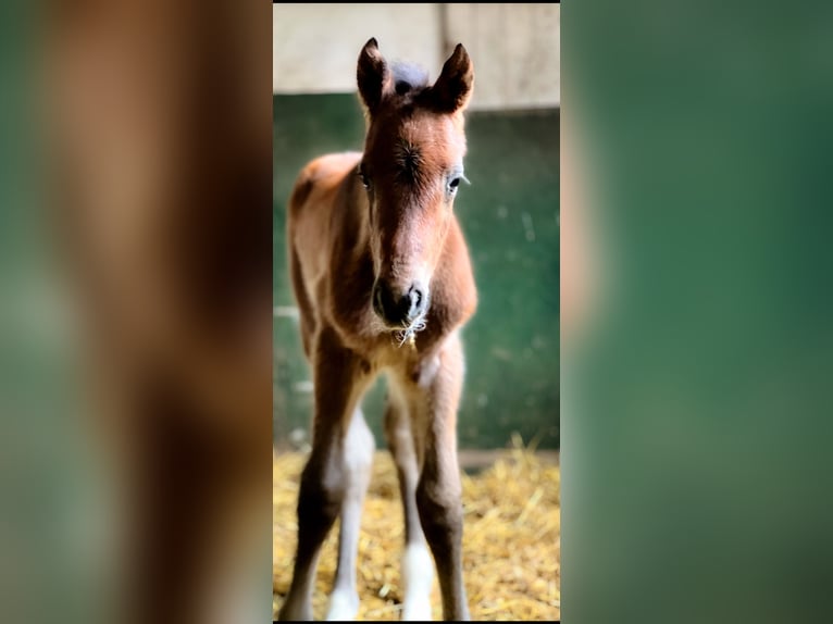 Holstein Stallion 1 year 16,3 hh Brown in Celle