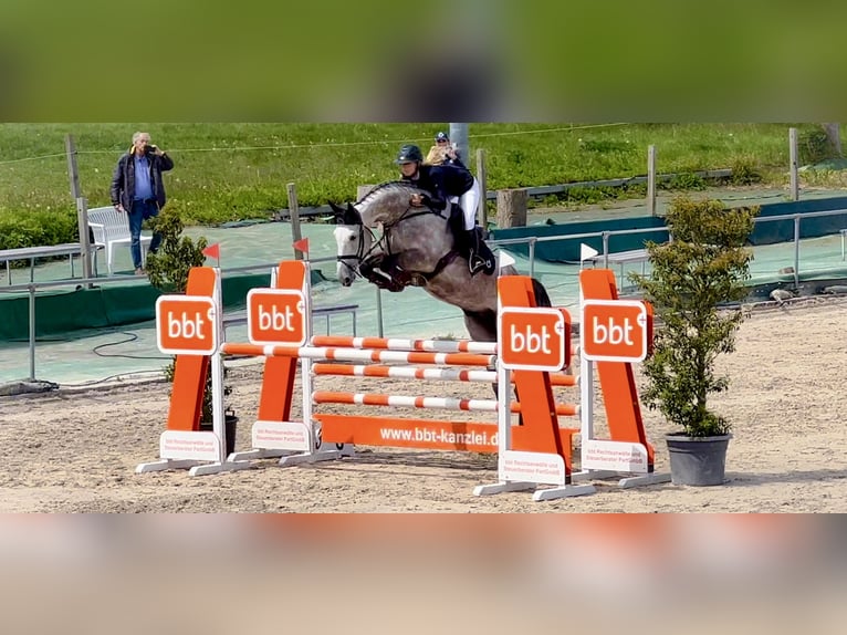 Holstein Stallion 1 year 16,3 hh Brown in Celle