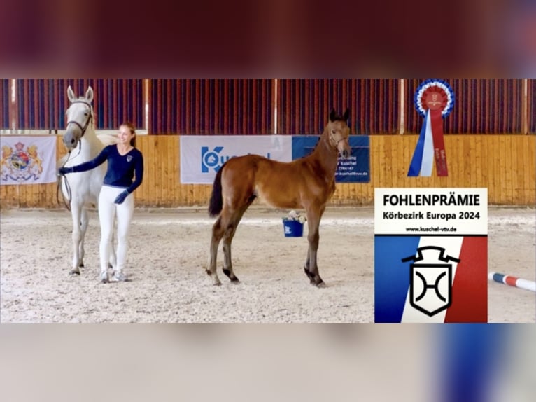 Holstein Stallion 1 year 16,3 hh Brown in Celle